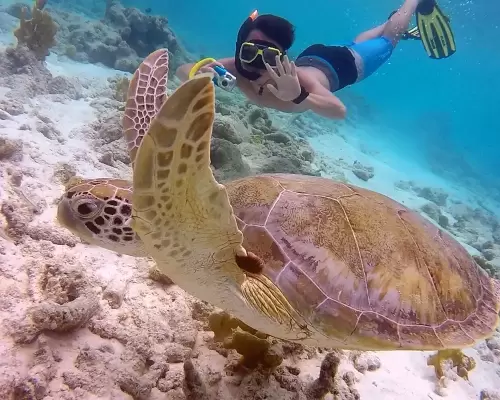 A snorkeler photographs a green sea turtle above the reef