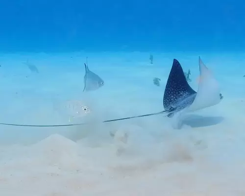 A spotted eagle ray gliding over white sand